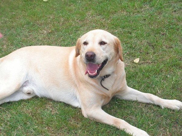 How To Eliminate Dog Odor From Yard?