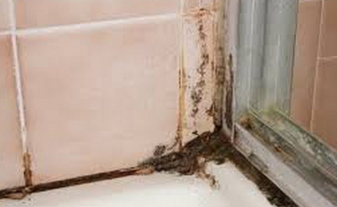 How To Remove Black Mold From Grout?