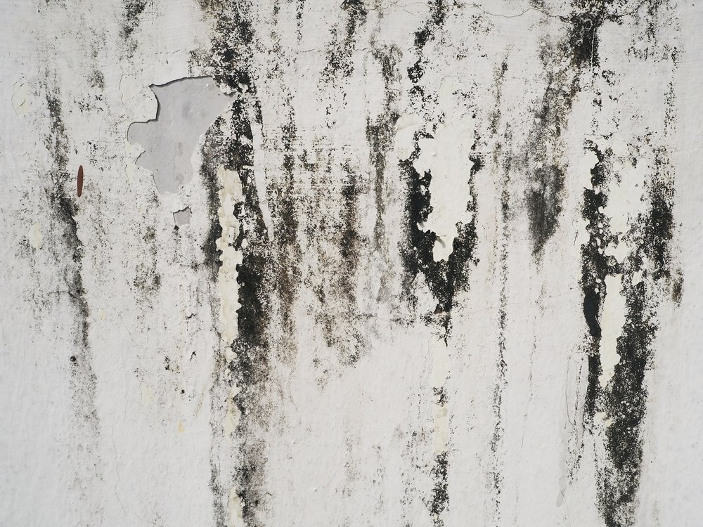 How To Remove Black Mold Stains?