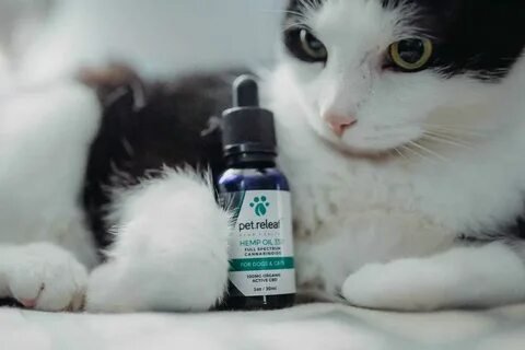 Zentric Pet Care CBD Oil 500mg for a Calmer Healthier Pet
