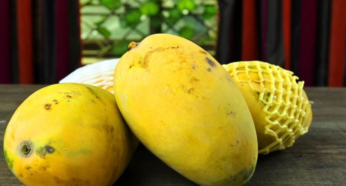 Certifications When You Buy Export Quality Chaunsa Mango