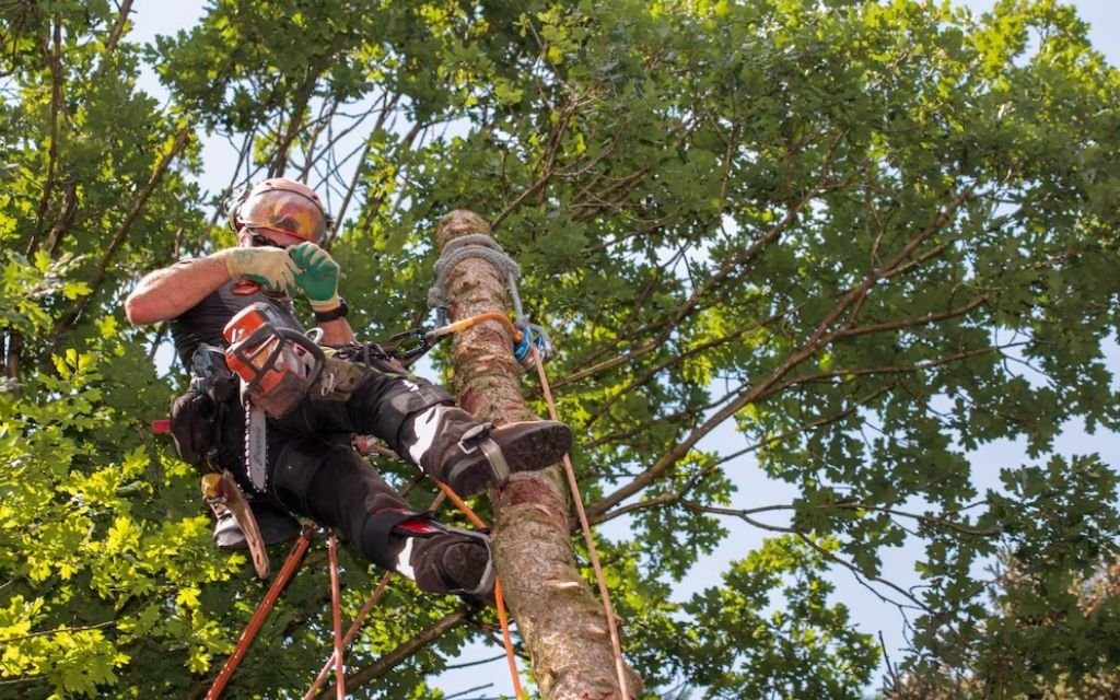 Certified vs. Uncertified Tree Services: What to Know