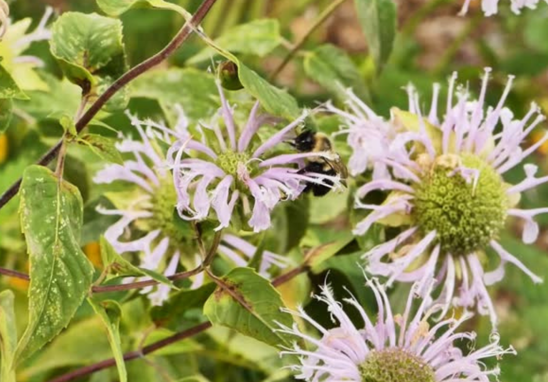 Creating a Bee Barrier With Native Plants That Work