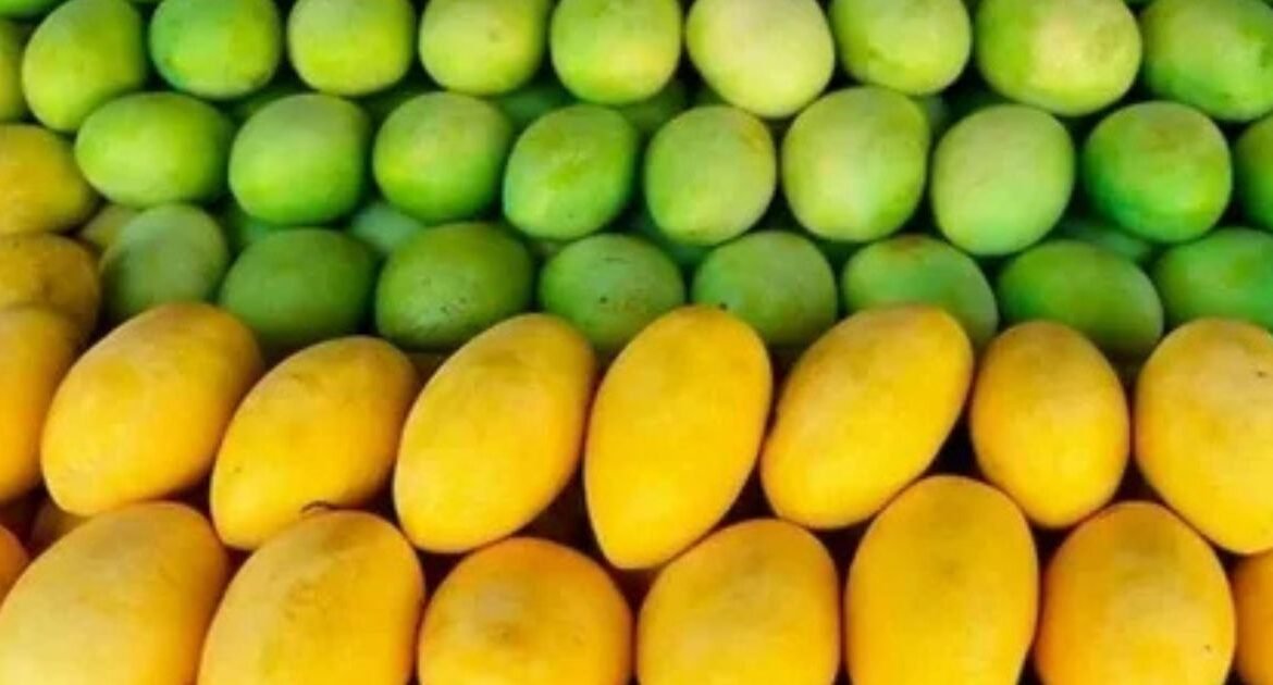 Importance of Quality Control in Mango Companies in Pakistan