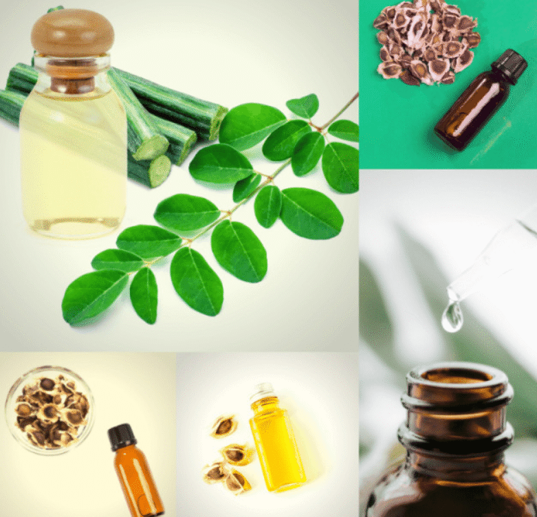Buy Moringa Seeds in India | Trusted Wholesale Suppliers