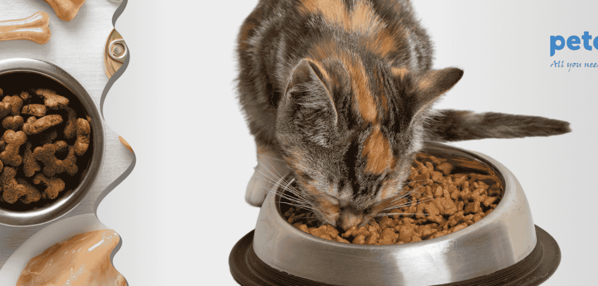 Top Delicious & Healthy Cat Treats