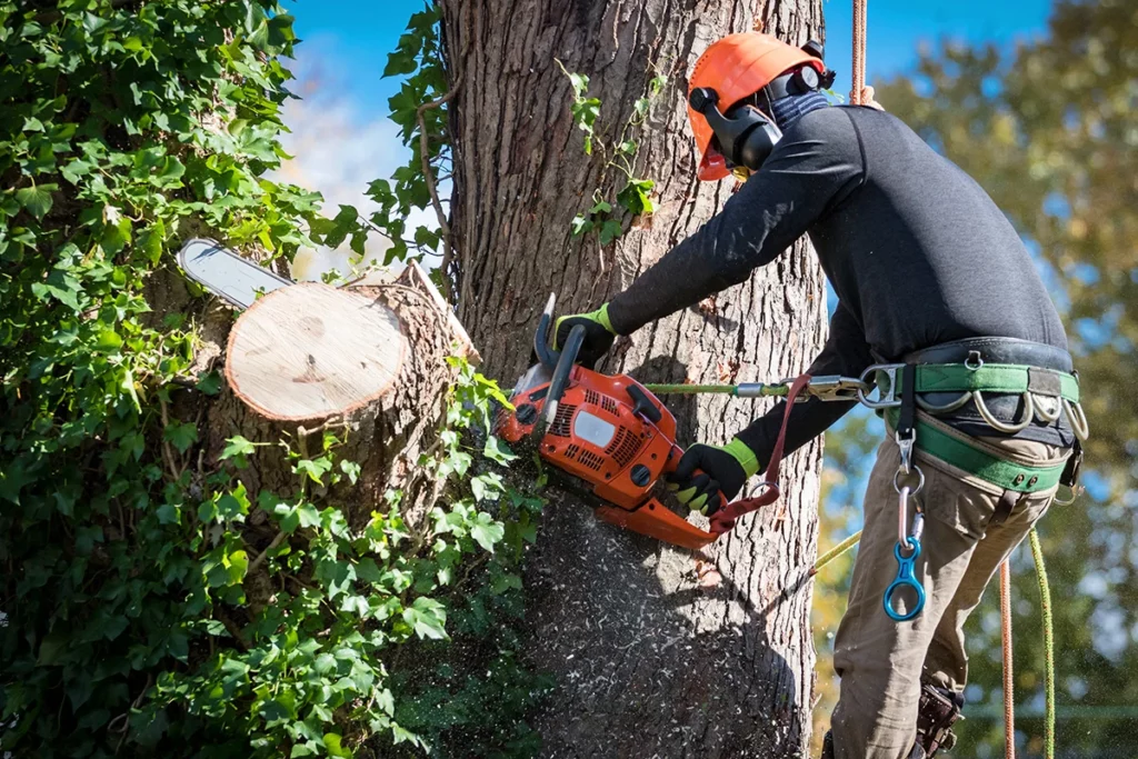 How Professional Tree Removal Services Protect Your Home and Property