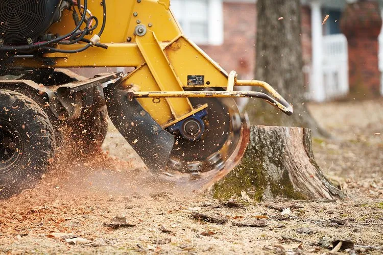Top Signs It’s Time to Consider Tree Stump Grinding