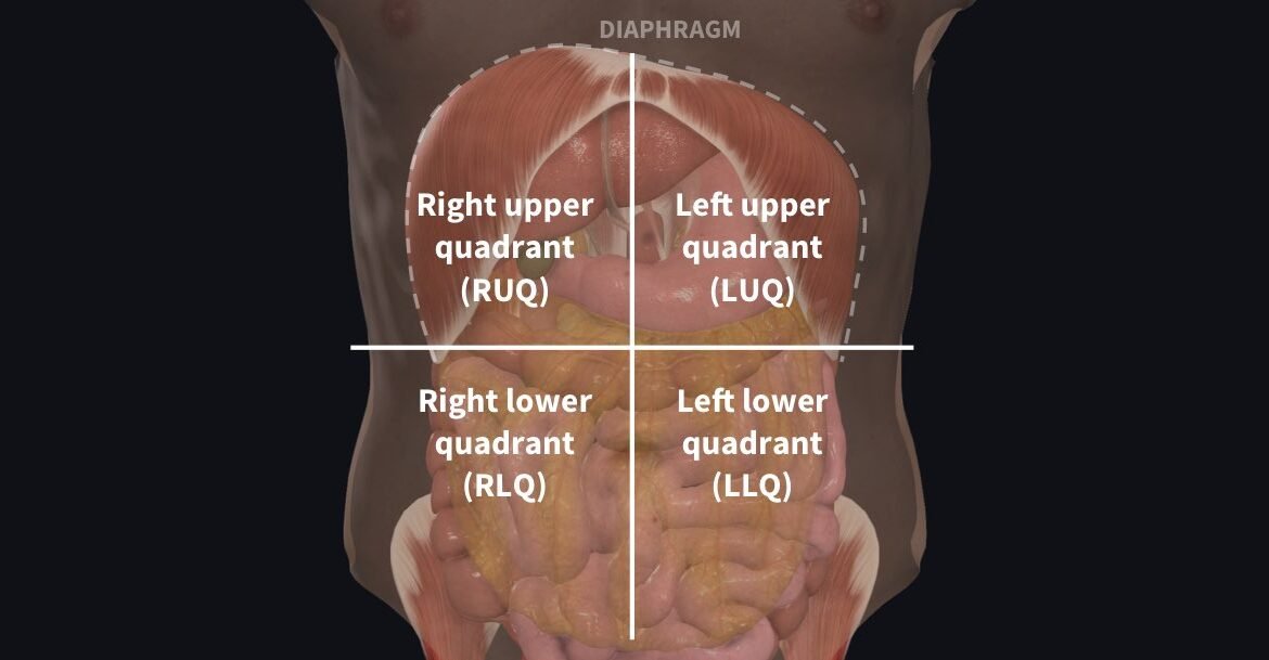 Abdominal Quadrants, Regions and Their Organs