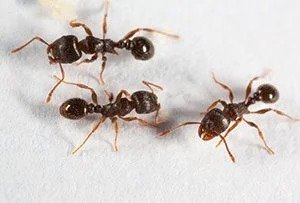 Effective Ant Control for a Pest-Free Home and Garden