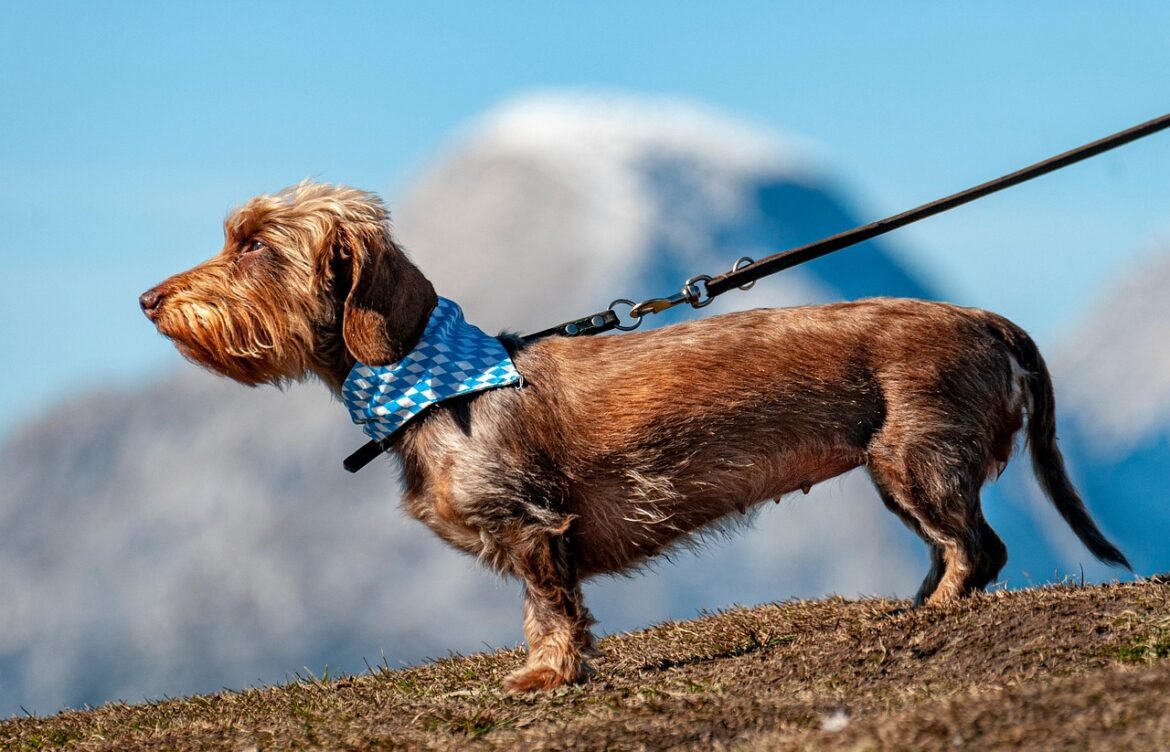 The Unsung Hero of Dog Grooming: Pet Groomly