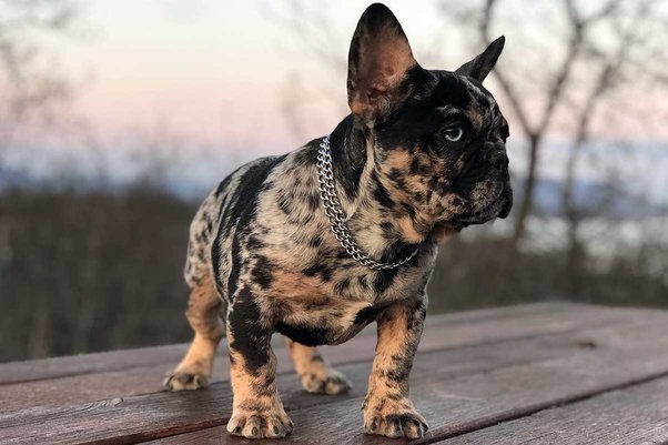 Merle French Bulldog: Tips for Training And Raising Your New Companion