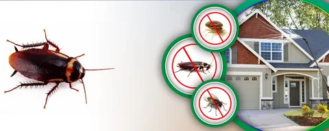 Pest Control Services in Lahore & Termite Treatment