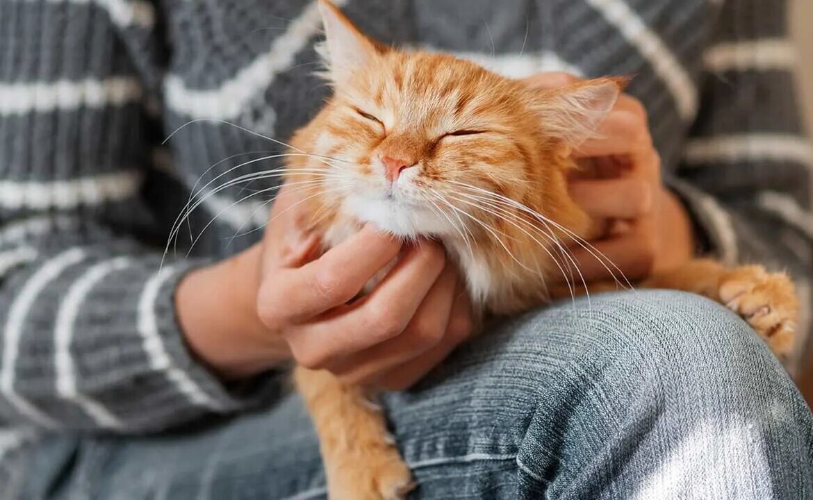 What Are the Benefits of Hiring a Cat Sitter in NY?