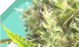The Ultimate Guide to Choosing High-Quality Marijuana Seeds for a Successful Grow